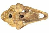 Fossil Cave Bear (Ursus Spelaeus) Skull - Romania #227515-12